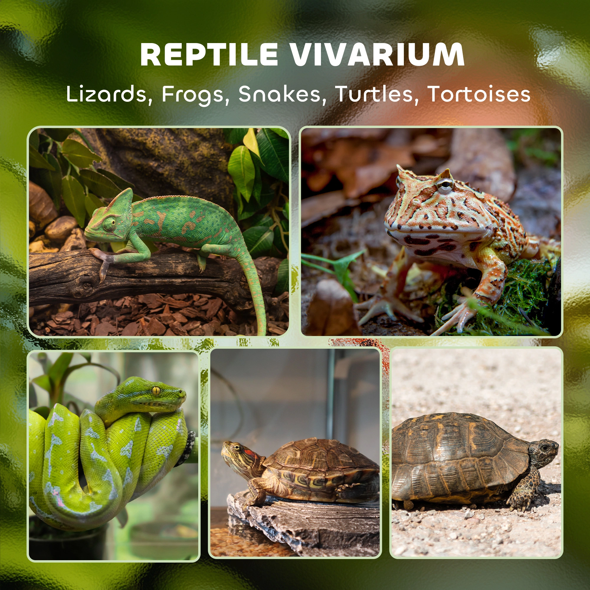 Reptile Glass Terrarium - Large Glass Enclosure Habitat Tank for reptiles, snakes, lizards, herpetology view 5