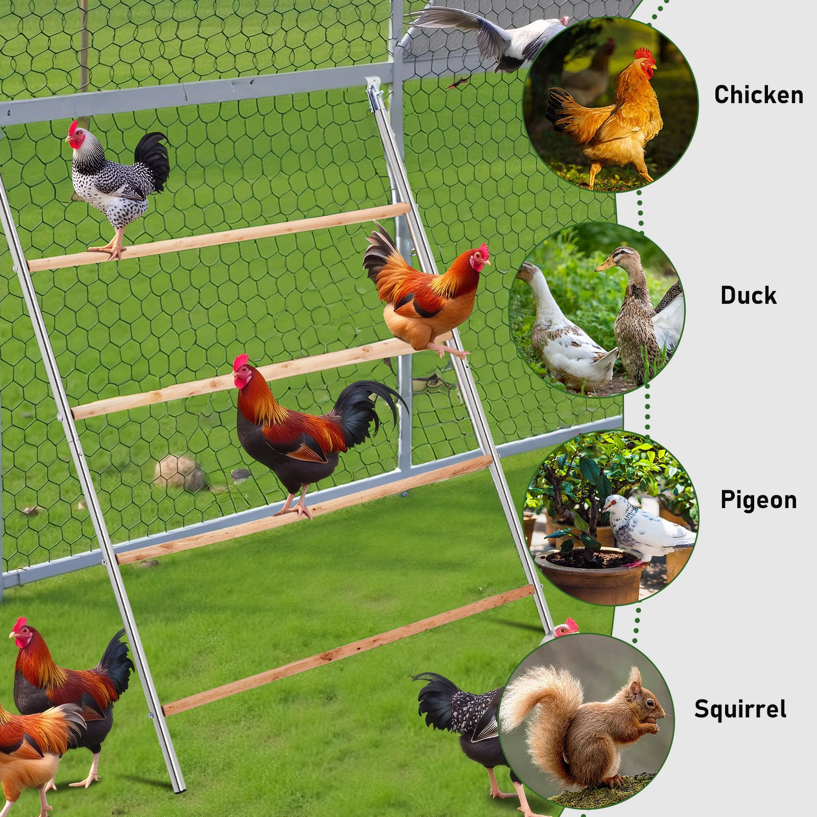 104*143cm Outdoor chicken perch view 10