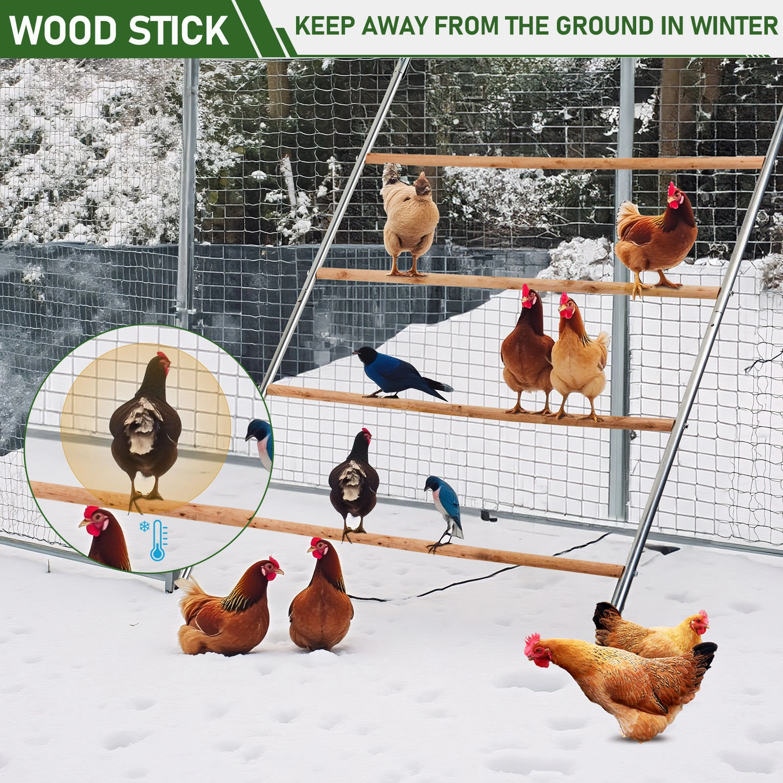 104*143cm Outdoor chicken perch view 11