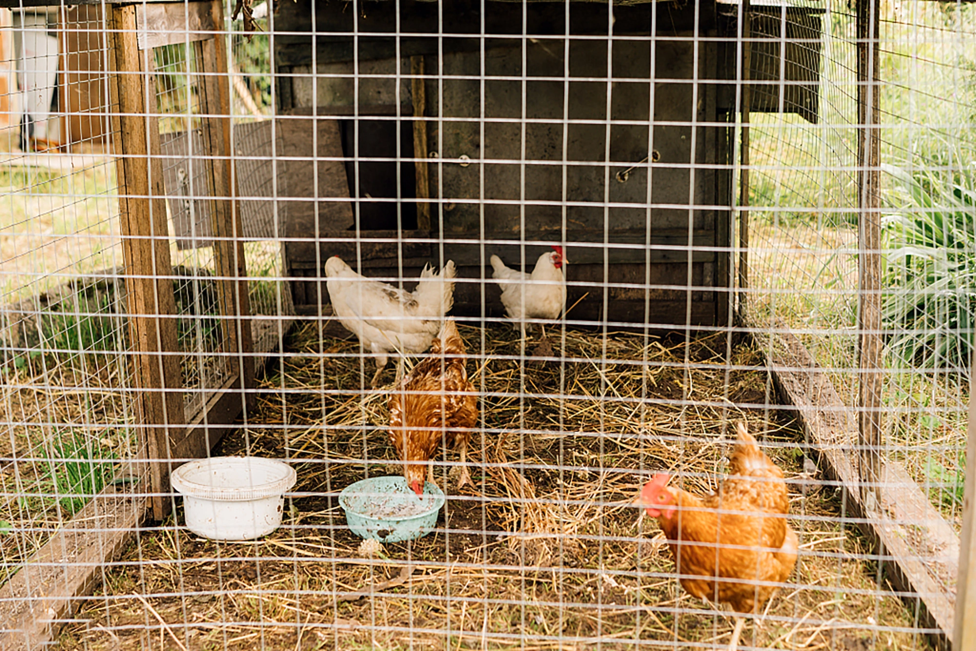 1/2" Hardware Cloth 19 Gauge, 60in x 100ft Roll Hot-Dip Galvanized Welded Chicken Wire Fence for Garden, Rabbit, Poultry, Snake Cage view 6